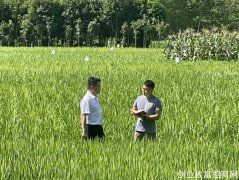 种茶养稻“生黄金” 金融服务滋养湘西三农沃土
