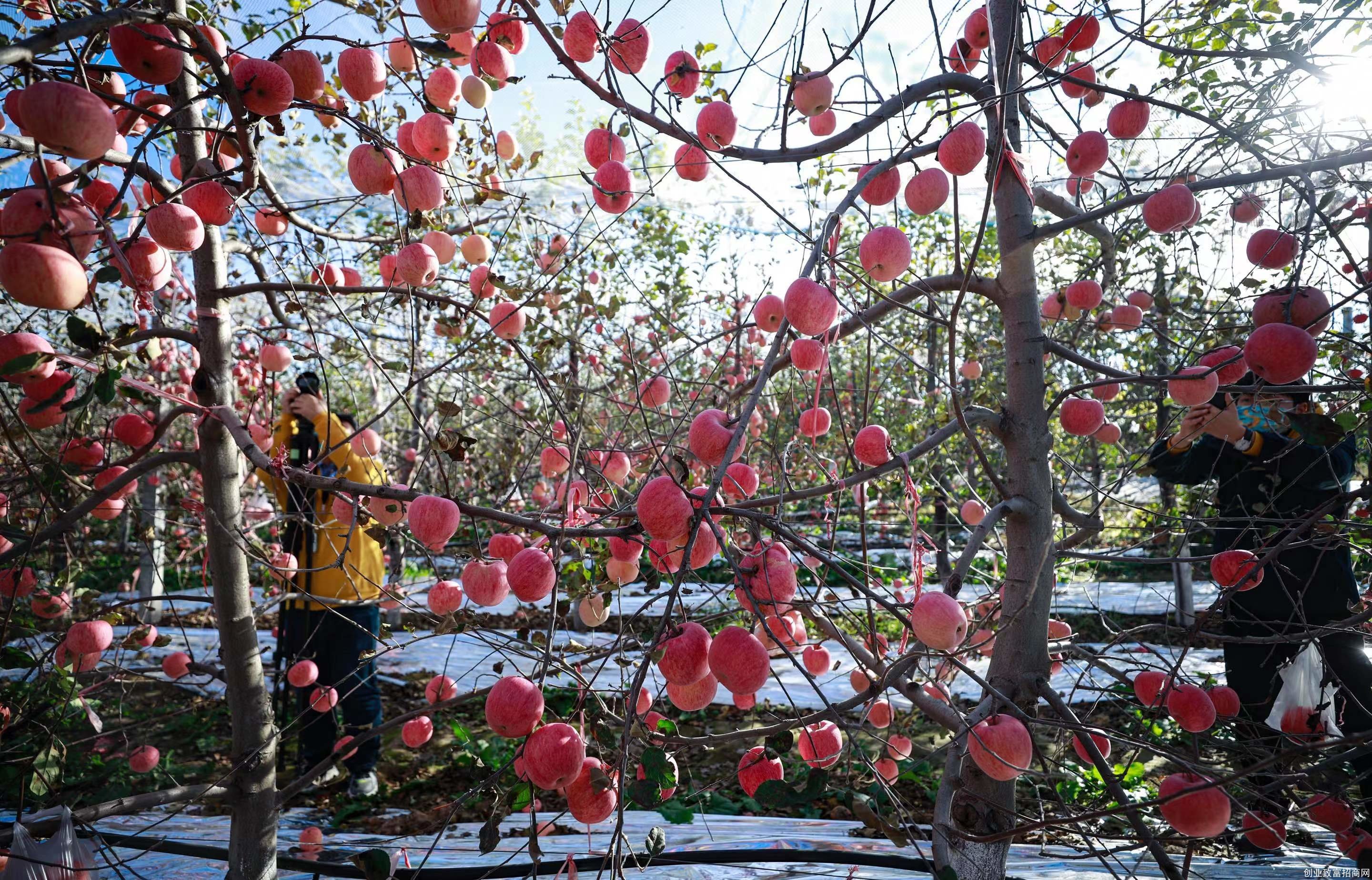 深秋十月，南沟村的苹果长势喜人