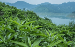 贵州十大苗药之一 ·罗甸艾纳香